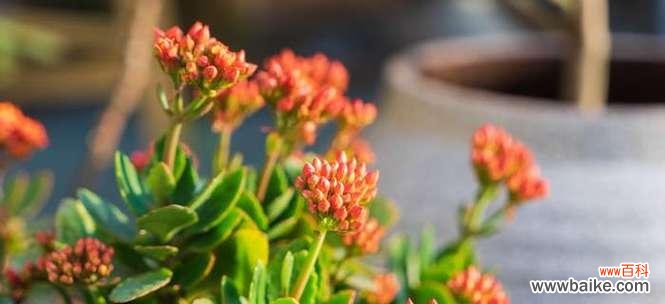 菊花——长寿的象征 以菊花代表长寿的花语