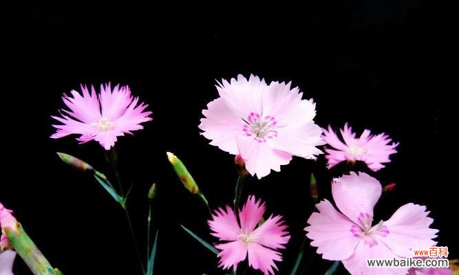 探寻石竹花背后的隐含寓意 石竹花的象征意义