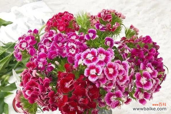 探寻石竹花背后的隐含寓意 石竹花的象征意义