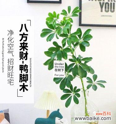绿叶红花 室内植物花