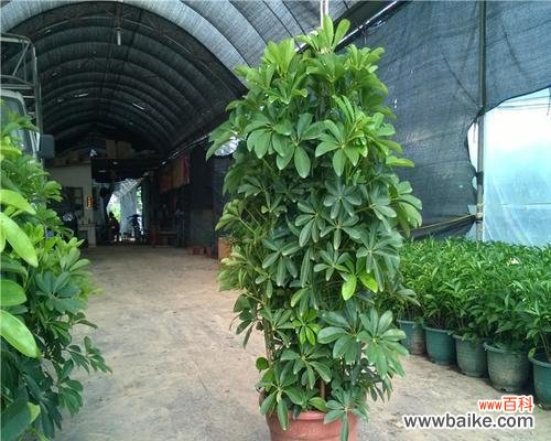 绿叶红花 室内植物花