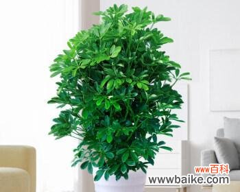 绿叶红花 室内植物花