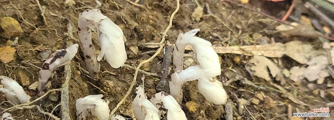 探寻水晶兰花语的深层含义与美好祝福 水晶兰花语之美——唤醒内心的宁静与纯净