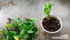 绿萝花语深刻诠释了水培养殖的新趋势 水培绿萝的花语