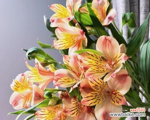 花开如百合 水仙百合