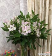 花开如百合 水仙百合