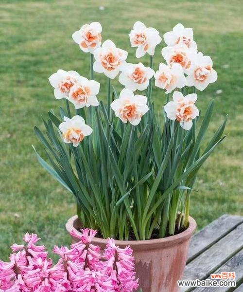 探寻水仙花的寓意和特点 水仙花