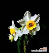 探寻水仙花的寓意和特点 水仙花