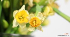 水仙花期的象征与传承 水仙花期及其含义