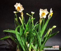 传承古老工艺 水仙雕刻技艺的意义——打造独一无二的艺术品