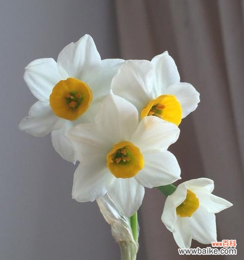 探究流行语水仙梗的起源 水仙梗是什么意思