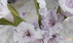 五彩风信子，美丽的花语世界 风信子花语