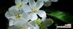 用花语诠释坚守不悔的爱情 荼蘼花语与传说
