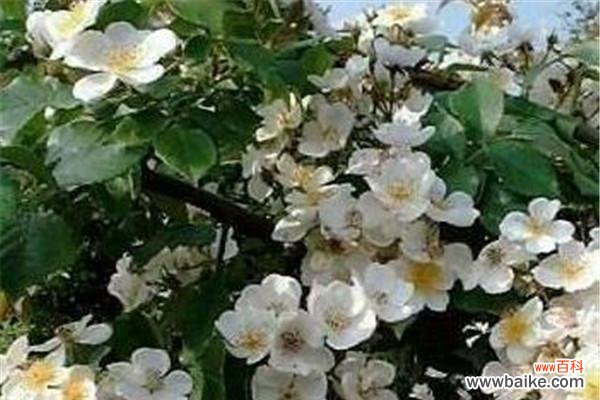 用花语诠释坚守不悔的爱情 荼蘼花语与传说