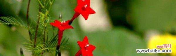 茑萝 茑萝花语与植物文化的探索