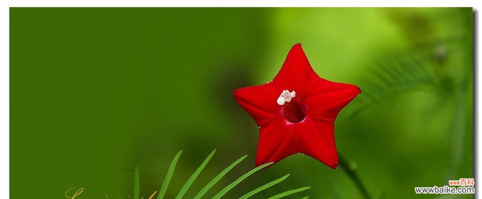 花开心语 以茑萝之花语与寓意，传递心意之美