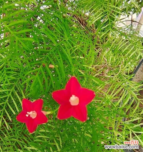 花开心语 以茑萝之花语与寓意，传递心意之美