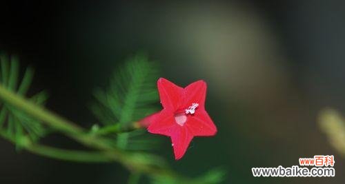 花开心语 以茑萝之花语与寓意，传递心意之美