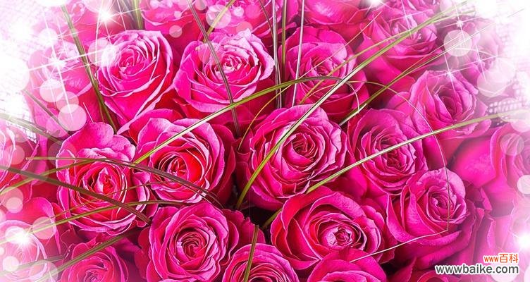 揭秘薰衣草花语的真正含义 薰衣草花语与寓意