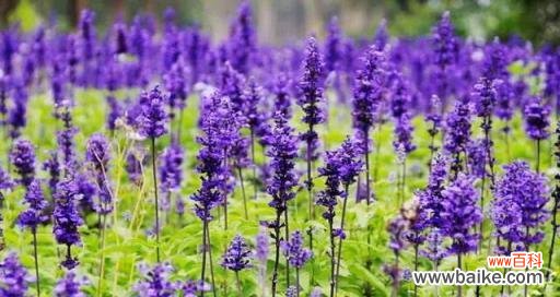 揭秘薰衣草的神秘力量 薰衣草的花语和传说