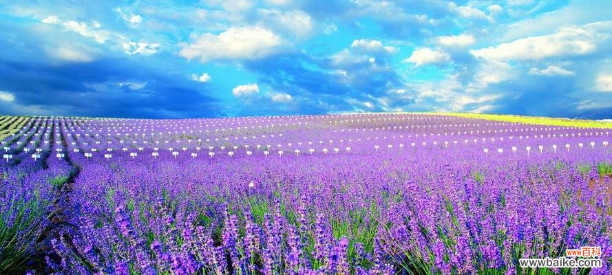 揭秘薰衣草的神秘力量 薰衣草的花语和传说