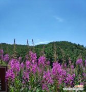 探索薰衣草的文化与草本疗愈之道 薰衣草的象征意义及疗愈效果