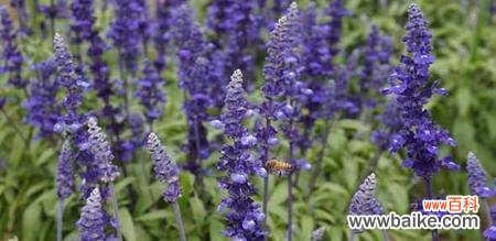 探索薰衣草的文化与草本疗愈之道 薰衣草的象征意义及疗愈效果