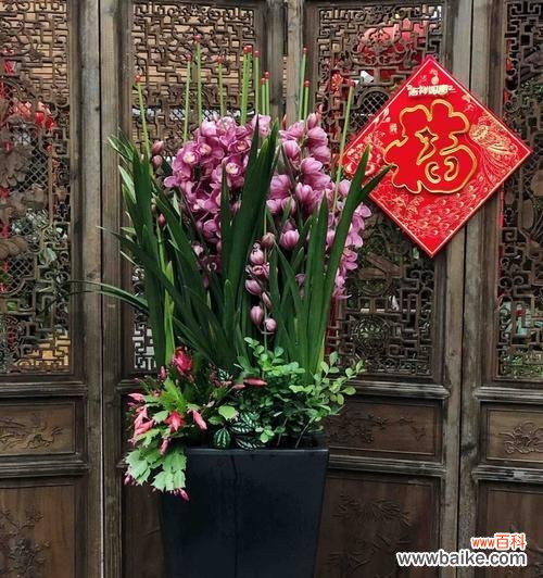 蕙兰之美 以蕙兰的花语和象征意义为主题的文章