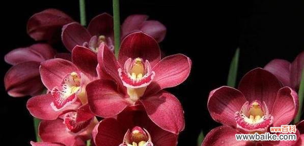 蕙兰之美 以蕙兰的花语和象征意义为主题的文章