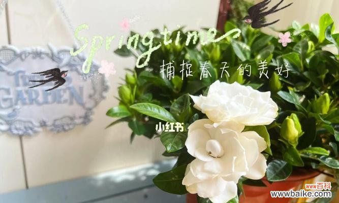 栀子花的花期与花语 栀子花