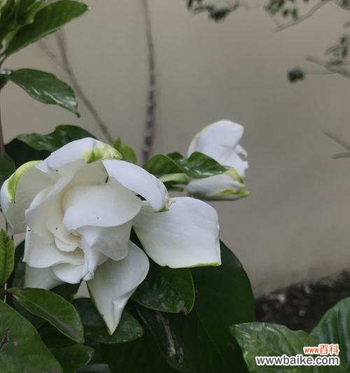 美丽芬芳的栀子花 栀子花的象征意义与美丽芬芳