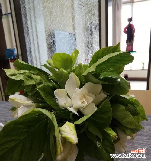 美丽芬芳的栀子花 栀子花的象征意义与美丽芬芳