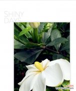 美丽芬芳的栀子花 栀子花的象征意义与美丽芬芳