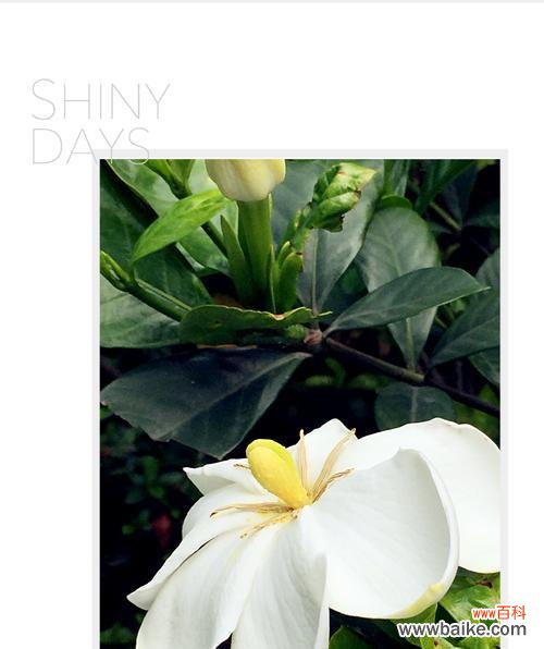 美丽芬芳的栀子花 栀子花的象征意义与美丽芬芳