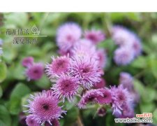 繁花傲霜 藿香蓟