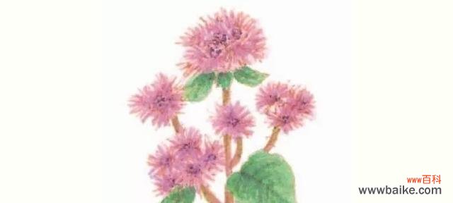 繁花傲霜 藿香蓟