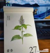 揭秘藿香的花语及令人惊叹的神话传说 藿香花语与传说之美