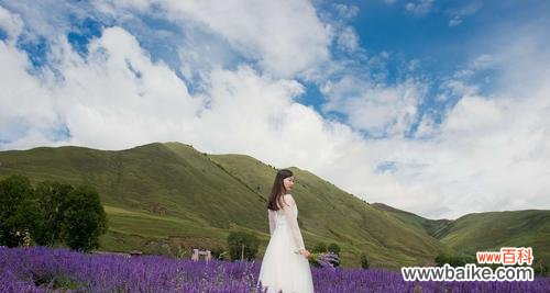 静静等待 薰衣草花语