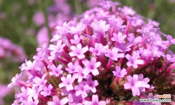 静静等待 薰衣草花语