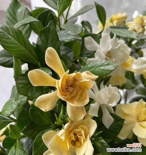 栀子花花语与养护秘籍 如何正确养护栀子花