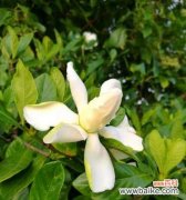 探寻栀子花的美丽秘密 栀子花的花语与意义