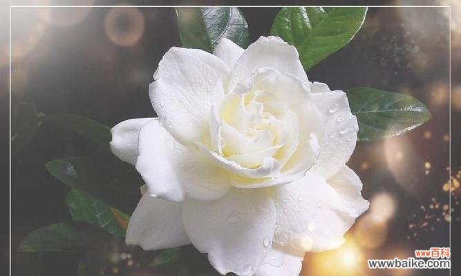 探寻栀子花的神秘语言与象征意义 栀子花花语及其寓意