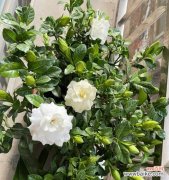 探寻栀子花的神秘语言与象征意义 栀子花花语及其寓意