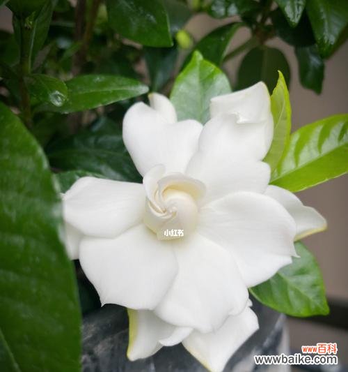 探寻栀子花的神秘语言与象征意义 栀子花花语及其寓意