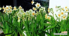 探寻水仙花所传递的五种含义 水仙花的花语与寓意