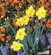 揭示水仙花背后的文化内涵与生命哲学 水仙花