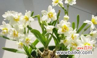 探寻水仙花的寓意和象征力 水仙花的花语与象征