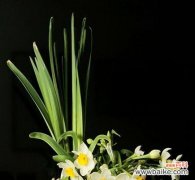 生命之美谱写 水仙梅花