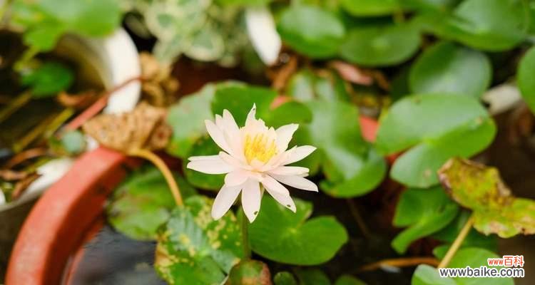 一朵含羞而坚强的睡莲 睡莲的寓意与象征