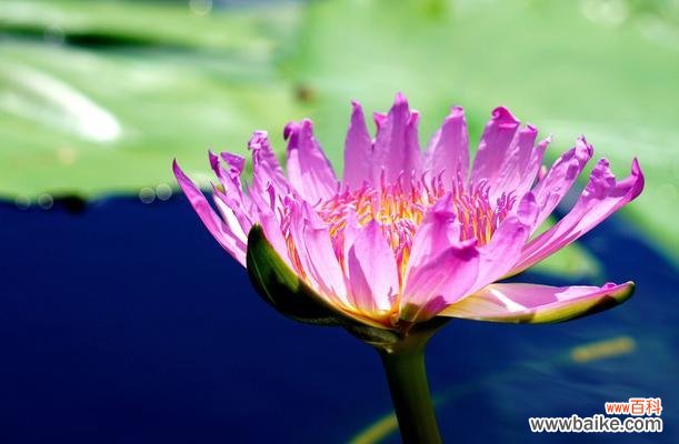 一朵含羞而坚强的睡莲 睡莲的寓意与象征